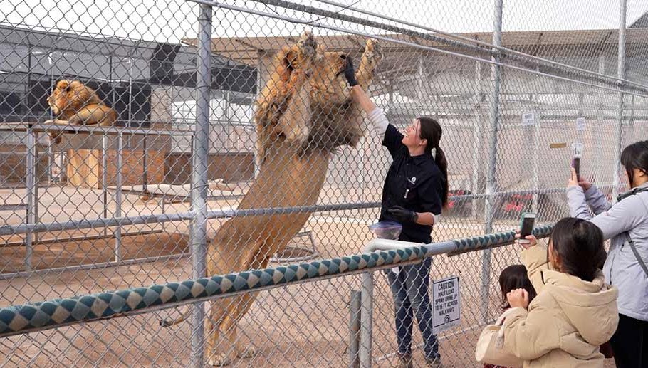 Lion Habitat Ranch inc, Nevada, USA